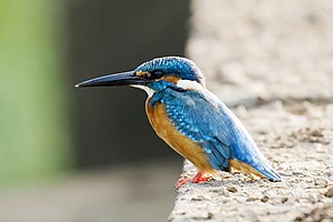 Common Kingfisher