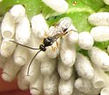 Cotesia congregata parasitando a un guxanu de Manduca sesta. Pennsylvania, Estaos Xuníos