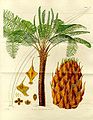 Image 43Form, leaves and reproductive structures of queen sago (Cycas circinalis) (from Tree)