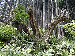 Un vieux daisugi laissé dans les montagnes de Kibune, Sakyo-ku (Kyoto). On peut voir qu'il y avait autrefois beaucoup de daisugi poussant naturellement dans les montagnes de Kibune et de Kurama.