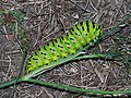 Papilio machaon