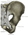 Vista posteriore dell'articolazione sacroiliaca