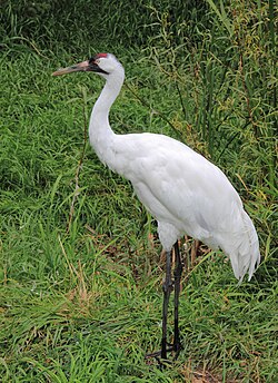 Amerikinė gervė (Grus americana)