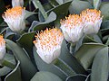 Haemanthus Traducido al inglés.