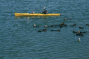 Photo of a person sitting in a boat holding a paddle with otters swimming in the foreground. The boat is approximately 12 feet long and only slightly wider than the paddler.