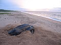 Image 58Leatherback sea turtle on the beach near the village of Galibi (from Suriname)