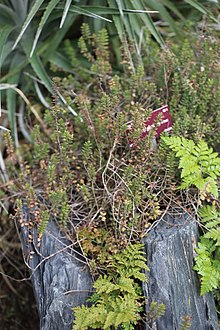 Plante qui pousse entre deux roches.