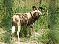 pes hyenový v zoo Dvorec