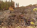 Image 1Charred shrubland in suburban Sydney (2019–20 Australian bushfires). (from Wildfire)