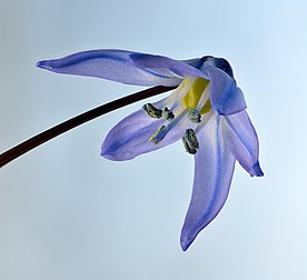 Fleur d'une scille de Sibérie. (définition réelle 4 375 × 4 000)