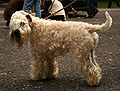 Un terrier irlandais à poil doux non toiletté.