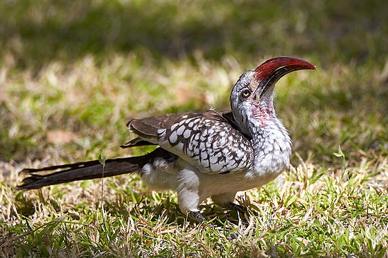 Southern red-billed hornbill (tockus rufirostris) in Namutoni, Etosha National Park, Namibia