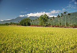 Rice Paddy with the Coastal Mountain Range in the background