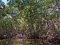 An ecotourist on a kayak tunnel through red mangrove trees and roots at Lido Key.
