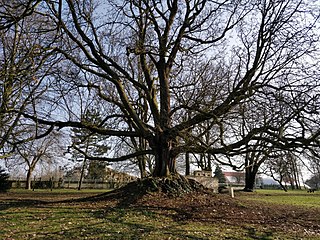 Le Grand Marronnier, arbre remarquable.