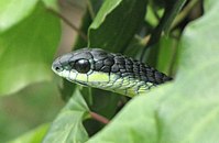 Boomslang in Western Cape, South Africa