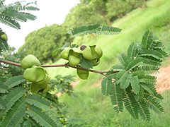 Feuilles et fruits.