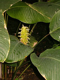 Lajin Calathea cylindrica kukinto.