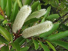 Cunonia capensis (inflorescência).