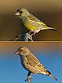 Two Greenfinches. The bird on top is a male and the bird below is a female.