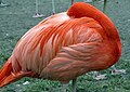 Raudflamingo ein dyrepark i Frankfurt, som sannsynlegvis søv