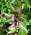 Foltos árvacsalán (Lamium maculatum L.) – (Hódos vagy pettyegetett tátkanaf)