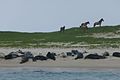 Sable Island