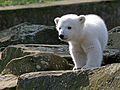 Knut, ursus maritimus (hortus zoologicus)