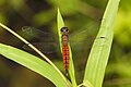 Lyriothemis acigastra, male