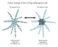 Image 35Fish and frog melanophores are cells that can change colour by dispersing or aggregating pigment-containing bodies. (from Animal coloration)