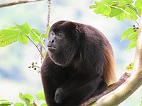 Mantled howler (Alouatta palliata)