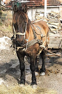 Cheval brun-noir vu de face, devant son attelage chargé de bois.