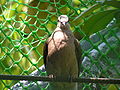 bird (tocmo) in Bohol, Philippines