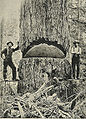 Tømmerhoggarar og douglasgran i Seattle fotografert av Wilse i 1900.