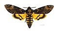 Acherontia atropos Doodshoofdvlinder