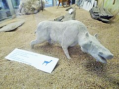 Reconstitution d'Anthracotherium.