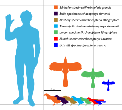Kích cỡ các mẫu Archaeopteryx có chiều dài dao động từ 25 đến 50 cm và sải cánh từ 25 đến 60 cm