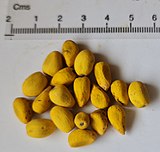Seeds removed from pod