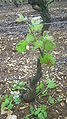 Pied de vigne après un ébourgeonnage