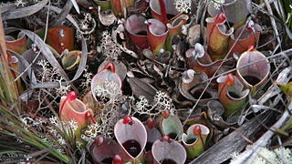 Heliamphora minor (espèce carnivore), endémique du tepuy Auyan, Venezuela.