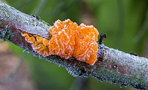 Tremella mesenterica, un Tremellomycetes