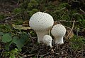 Flaschen-Stäubling Lycoperdon perlatum