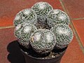 Mammillaria perbella