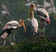 Adults at nest site (Uppalapadu, India). Note white on legs due to urohidrosis.