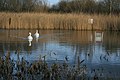 Whinney Banks Pond