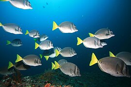 Schooling reef fish