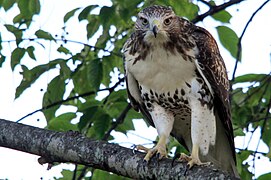 Rotschwanzbussard