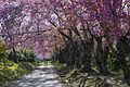 Cherry blossom flowers all over the area at Doi Inthanon National Park