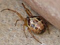 Steatoda nobilis