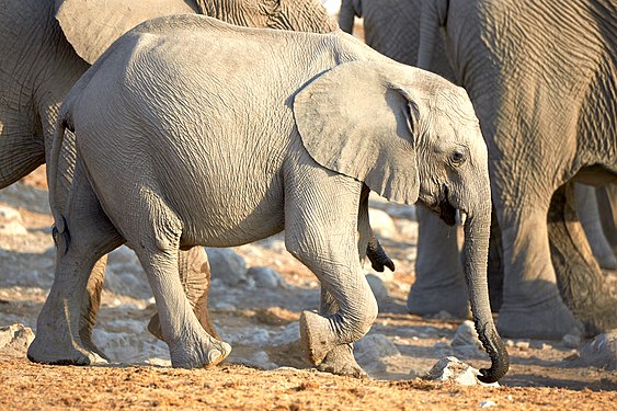 African bush elephant baby (loxodonta africana) after drinking from Okaukuejo waterhole in Etosha National Park Namibia.